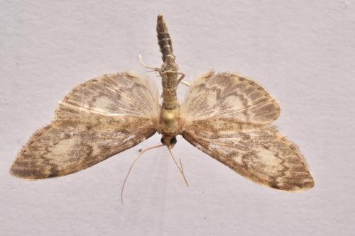 Réf. 327 754 : Anania lancealis
