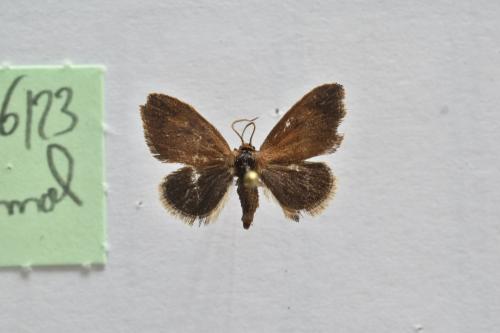 Réf. 327 755 : Heterogenea asella
