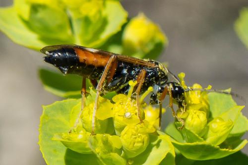 Réf. 327 182 : Tenthredopsis stigma