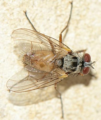 Réf. 327 616 : Helina clara