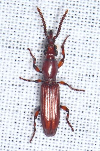 Réf. 327 323 : Amorphocephala coronata