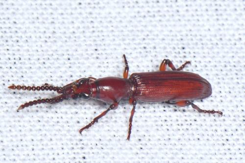 Réf. 327 324 : Amorphocephala coronata
