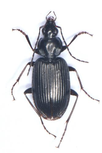 Réf. 327 318 : Agonum sp.