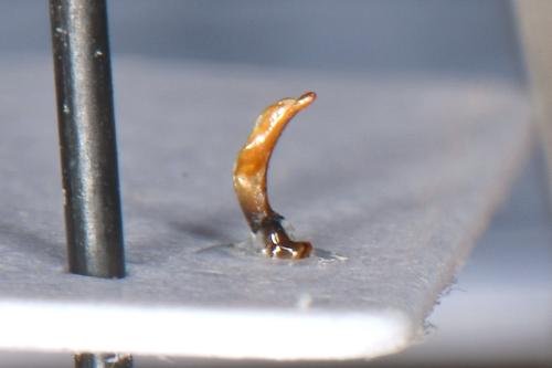 Réf. 327 319 : Agonum sp.