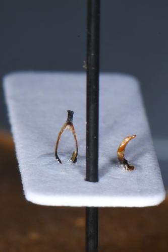 Réf. 327 320 : Agonum sp.