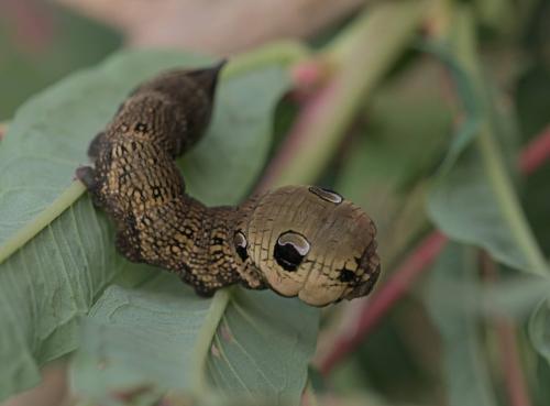 Deilephila elpenor