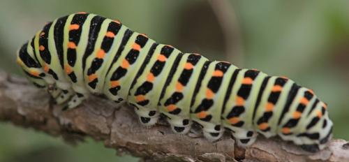 Réf. 327 299 : Papilio machaon