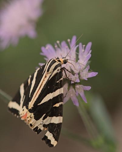 Euplagia quadripunctaria