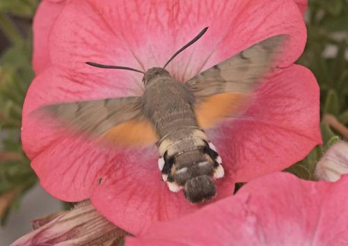 Macroglossum stellatarum