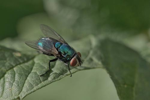 Réf. 327 223 : Lucilia sericata