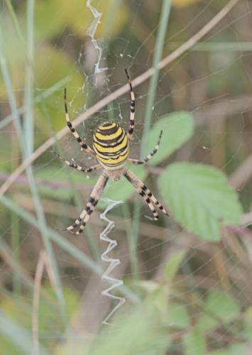 Réf. 327 216 : Argiope bruennichi