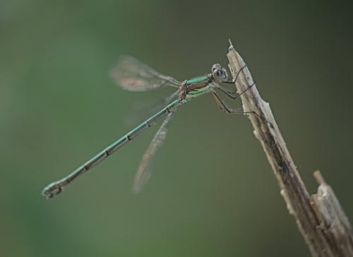 Chalcolestes viridis