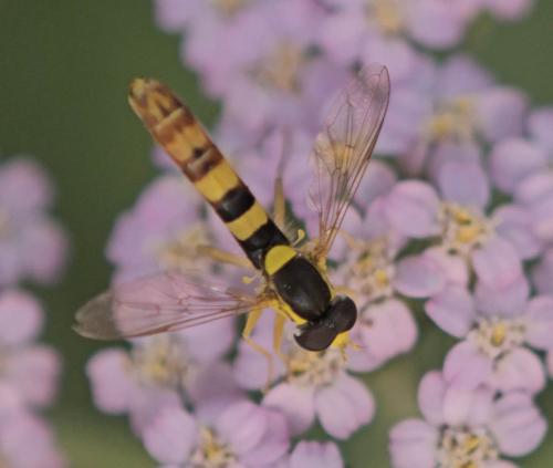 Réf. 327 176 : Sphaerophoria scripta