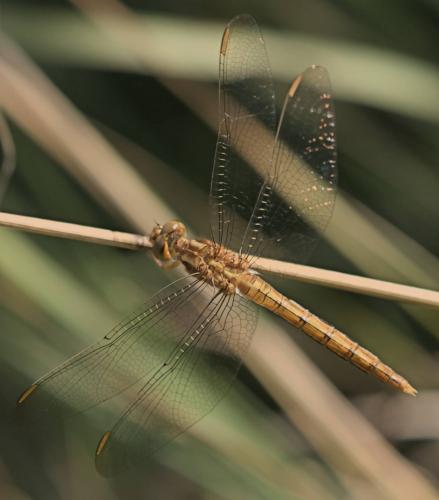 Réf. 327 433 : Orthetrum coerulescens