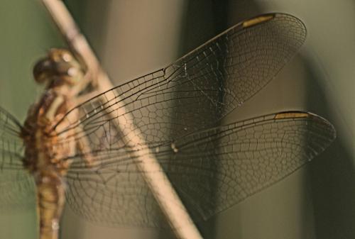 Orthetrum coerulescens