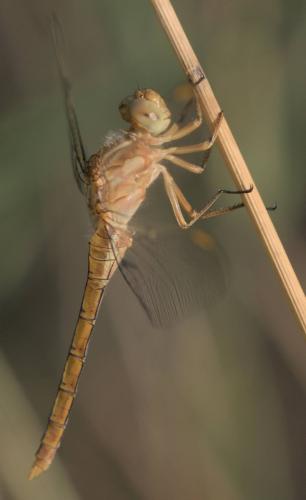 Réf. 327 452 : Orthetrum coerulescens
