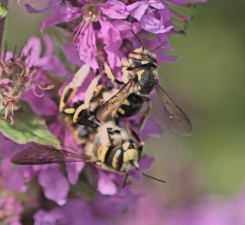Anthidium florentinum