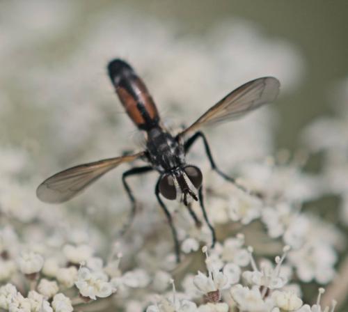 Réf. 327 516 : Cylindromyia sp.