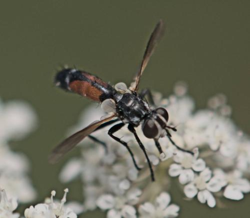 Réf. 327 515 : Cylindromyia sp.