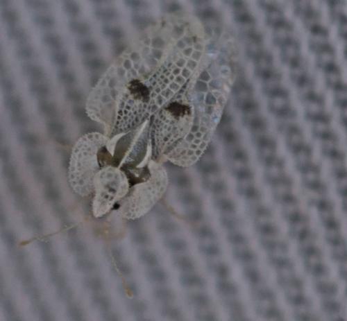 Corythucha ciliata