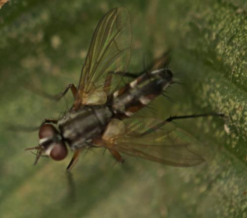 Réf. 327 520 : Mintho rufiventris