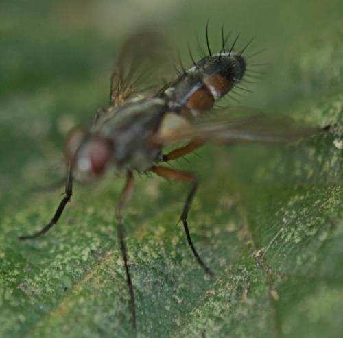 Réf. 327 521 : Mintho rufiventris