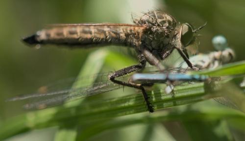 Eutolmus rufibarbis