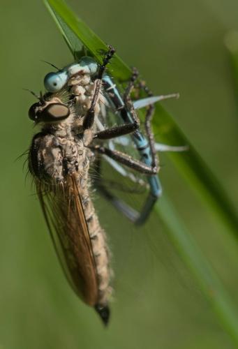 Eutolmus rufibarbis