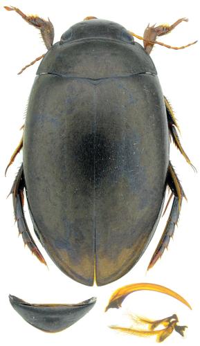 Agabus bipustulatus