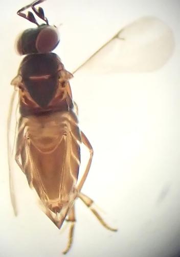 Anagyrus sp.