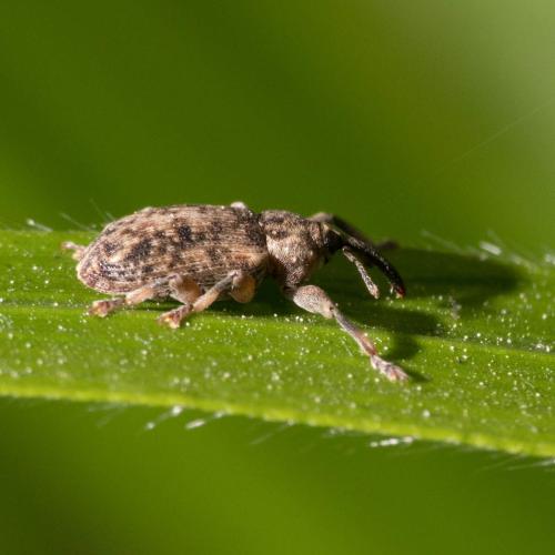 Dorytomus sp.