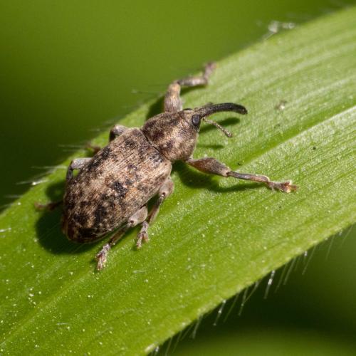 Dorytomus sp.