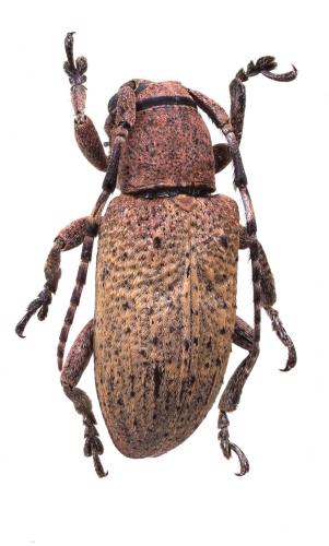 Réf. 327 072 : Pterolophia subtincta