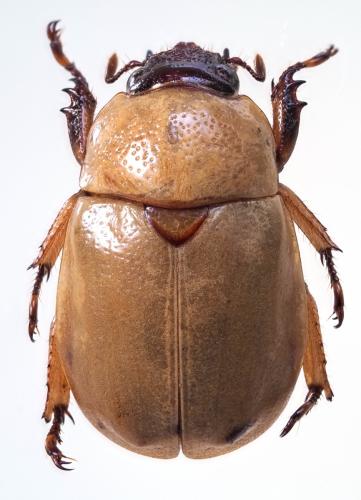 Masumotokoganea kinabalensis