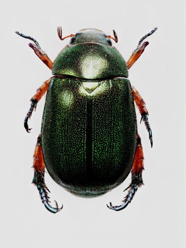 Réf. 327 386 : Mimela chrysoprasa