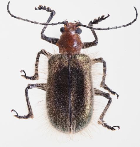 Goniopleura sp.