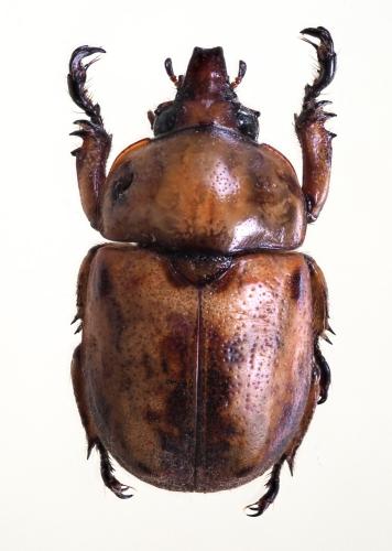 Ceroplophana modiglianii borneensis