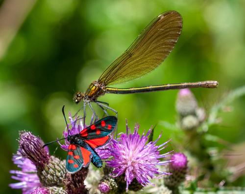 Zygaena transalpina
