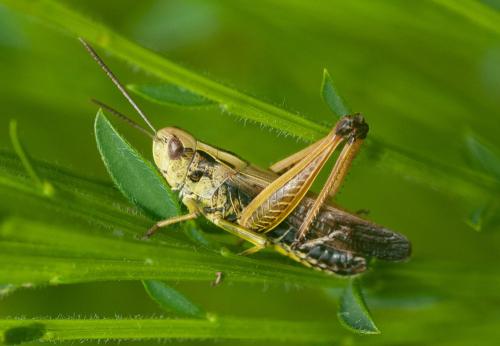 Réf. 327 904 : Omocestus viridulus