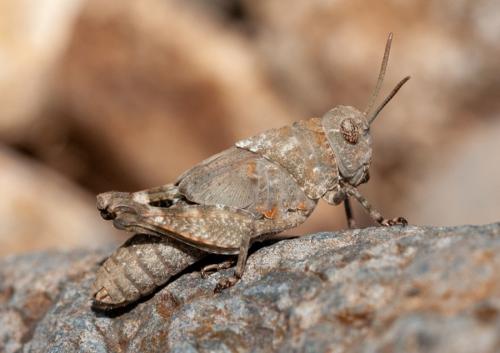 Oedipoda sp.