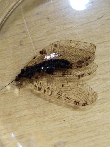 Osmylus fulvicephalus