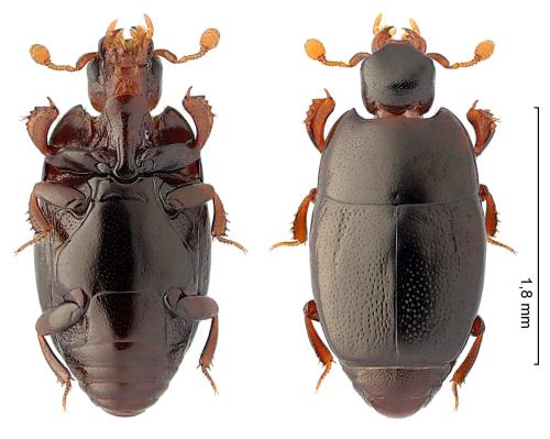 Platylomalus gardineri