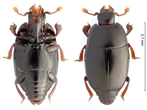 Réf. 327 786 : Paromalus luderti