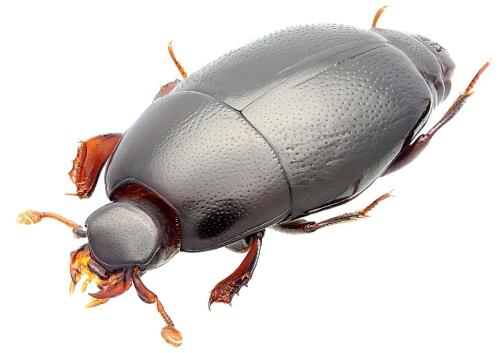 Paromalus luderti