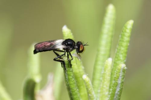 Holopogon venustus