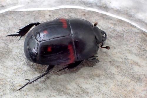 Hister quadrimaculatus