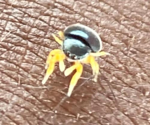 Réf. 327 996 : Pachyballus sp.