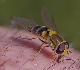 Syrphus vitripennis