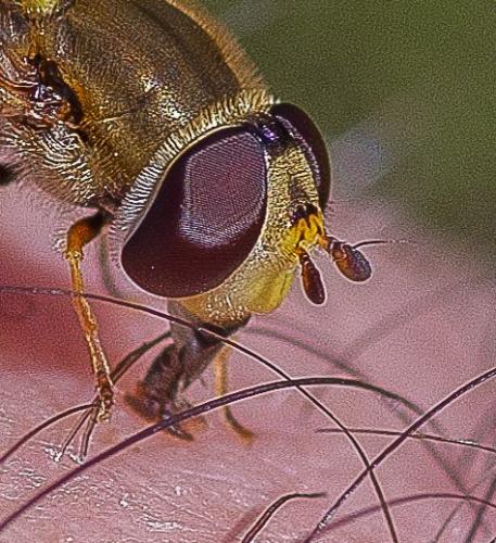 Syrphus vitripennis