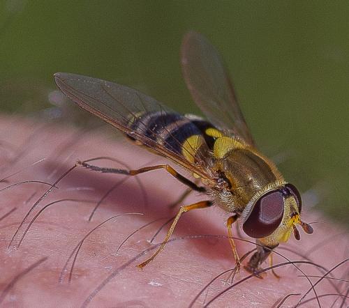Syrphus vitripennis